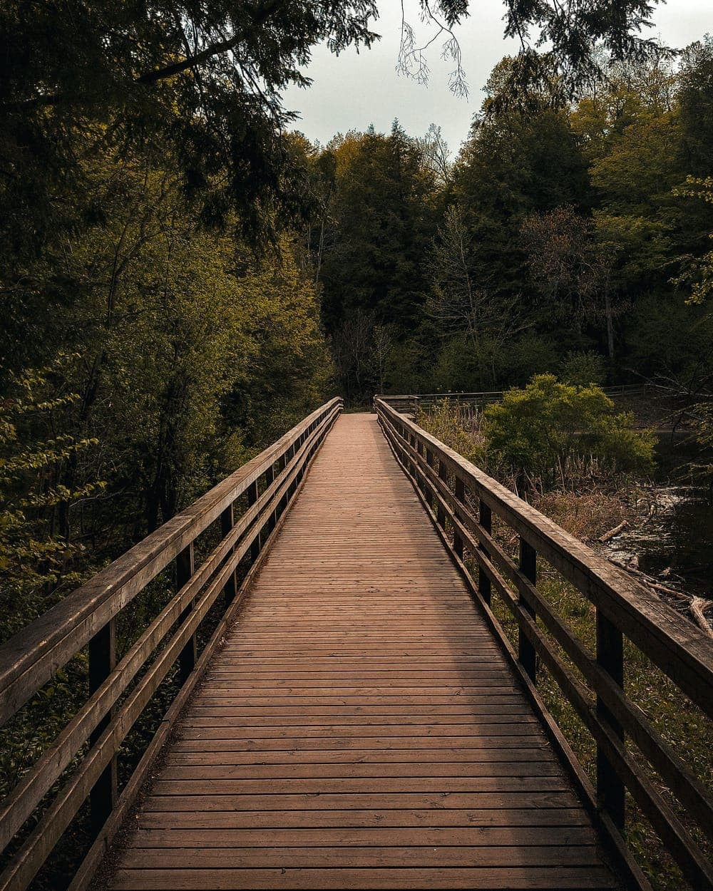A wooden boardwalk running level into the trees, its far end curving out of sight